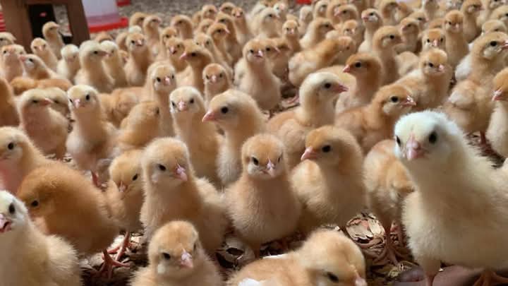 5 erreurs que font (encore) trop d’éleveurs débutants beaucoup poussins