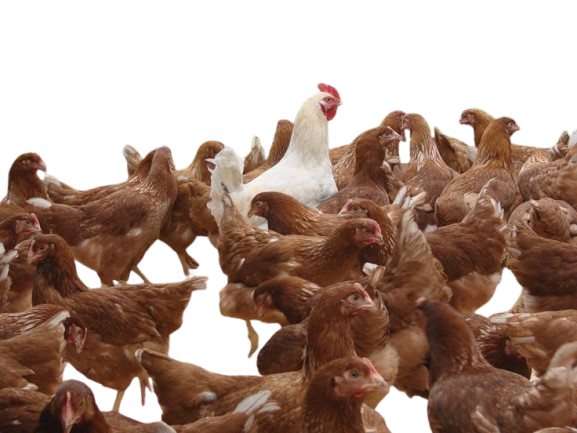 téléchargement 40 removebg preview